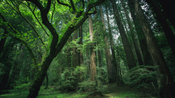 Картинка природа лес секвойя тропики