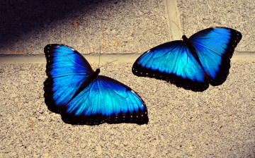 Картинка животные бабочки крылья синий