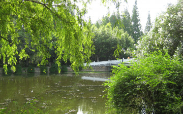 Картинка природа реки озера река мост кусты ветка