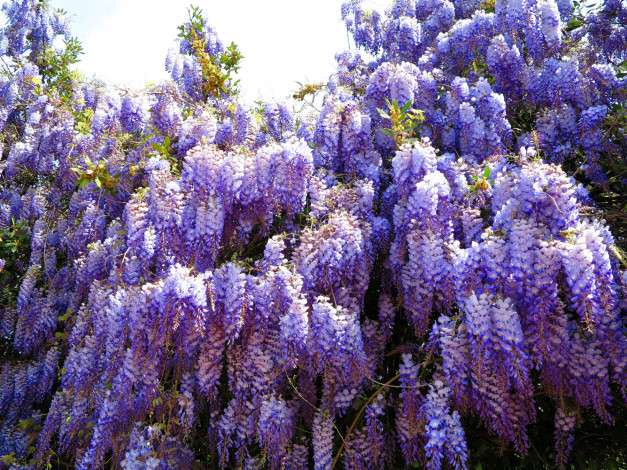 Обои картинки фото цветы, глициния, гроздья, фиолетовый