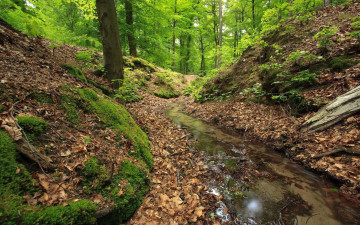 Картинка природа лес стволы мох ручей