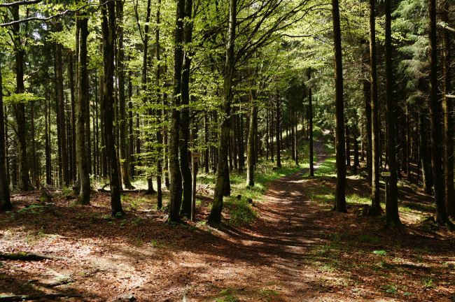 Обои картинки фото gruyere, switzerland, природа, лес, деревья