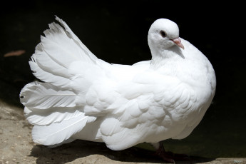 Картинка животные голуби белый