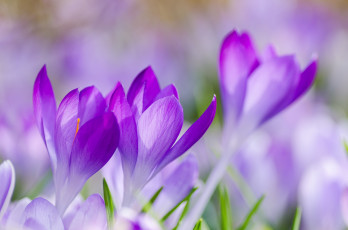Картинка цветы крокусы весна фиолетовые сиреневые трава лепестки