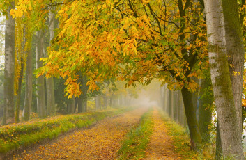 Картинка природа дороги туман парк осень