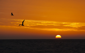Картинка природа восходы закаты птицы море