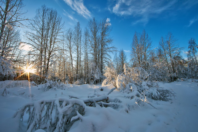 Обои картинки фото природа, зима, сияние, снег, лес