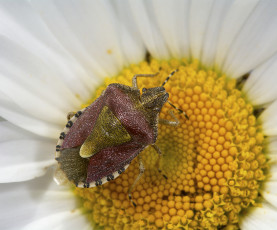Картинка животные насекомые насекомое жук цветок ромашка клоп макро