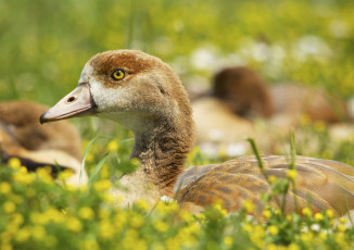 Картинка животные утки взгляд утёнок трава луг птица