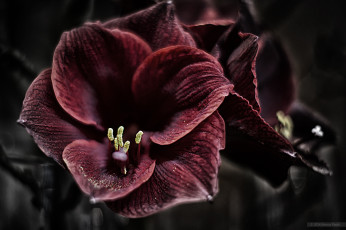 Картинка цветы амариллисы +гиппеаструмы макро бордовый амариллис