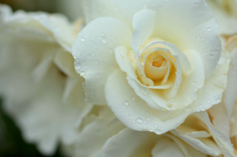 Картинка цветы розы роза белый капли бутоны лепестки макро нежность