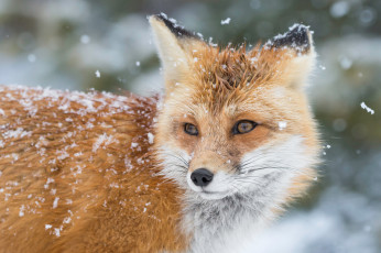 Картинка животные лисы снег зима лиса лис