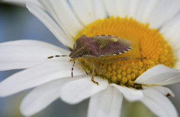 Картинка животные насекомые цветок макро ромашка клоп жук насекомое
