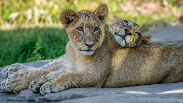 Картинка животные львы львята