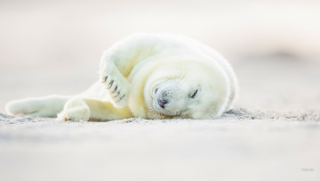 Картинка животные тюлени +морские+львы +морские+котики длинномордый тюлень halichoerus grypus белый детёныш тевяк горбоносый серый