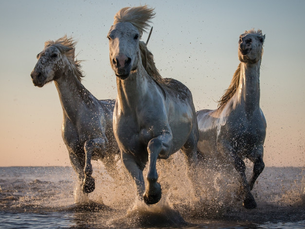 Обои картинки фото животные, лошади, брызги, кони, вода