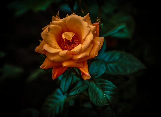 Обои картинки фото цветы, розы, боке, фон, макро, orange, rose