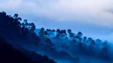 Картинка природа лес облака туман деревья горы индия уттаракханд каусани