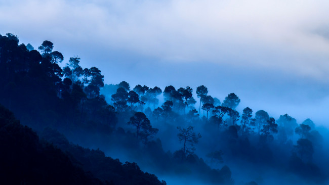 Обои картинки фото природа, лес, облака, туман, деревья, горы, индия, уттаракханд, каусани