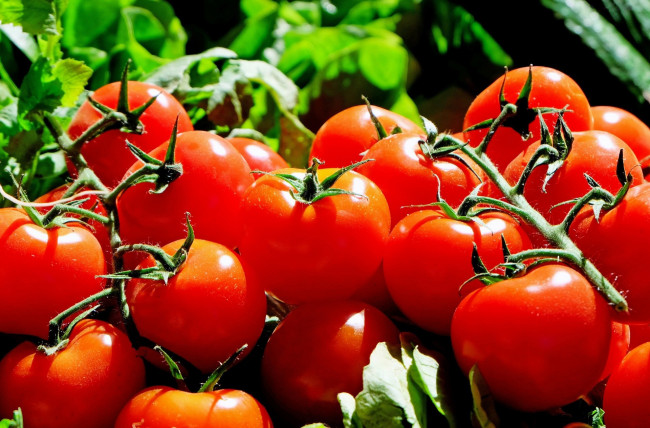 Обои картинки фото еда, помидоры, томаты, много, урожай