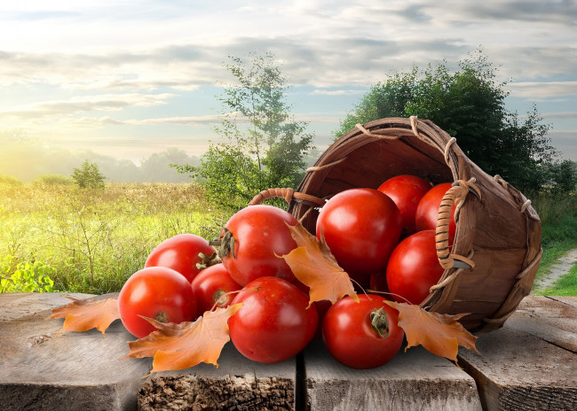 Обои картинки фото еда, помидоры, ведро, листья, осень, томаты