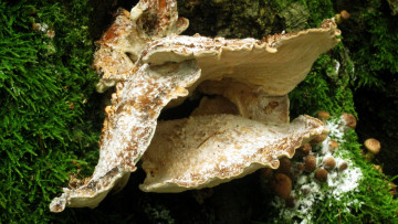 Картинка природа грибы огромный