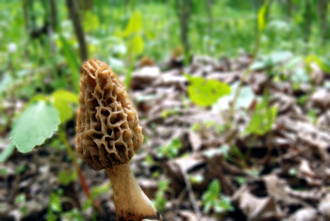 Обои картинки фото природа, грибы, сморчок