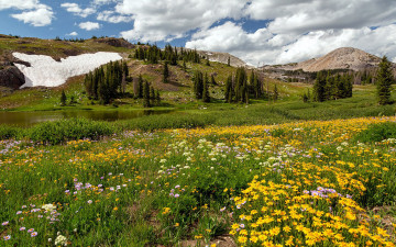 Картинка природа луга горы луг цветы