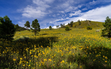 Картинка природа луга холм луг цветы трава
