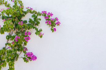 Картинка цветы бугенвиллея стена бугенвилея куст