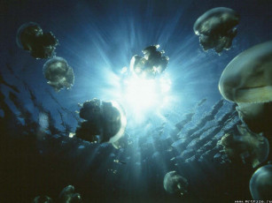 Картинка медузы животные