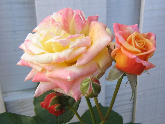Обои картинки фото цветы, розы, цвет, бутоны