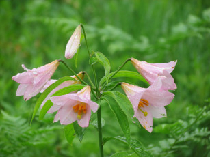 Картинка цветы амариллисы гиппеаструмы сиренивый