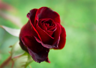 Картинка цветы розы зеленый роза