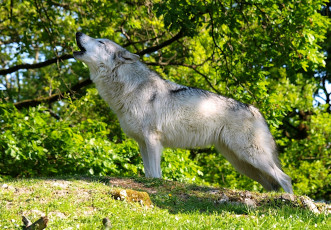 Картинка животные волки вой хищник