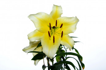 Картинка цветы лилии лилейники цветок желтый
