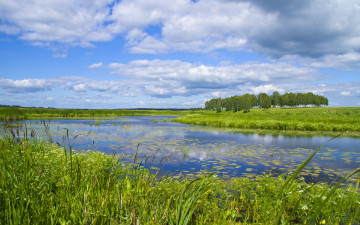 Картинка природа реки озера водяные цветы березки заросший пруд