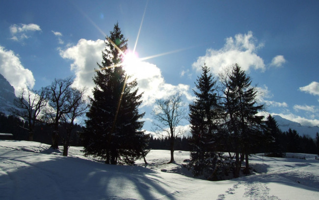 Обои картинки фото природа, зима, снег, лес, солнце