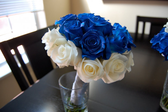 Обои картинки фото цветы, розы, белый, синий