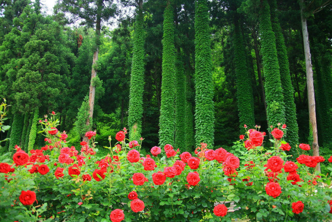Обои картинки фото цветы, розы, лес