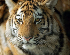 Картинка животные тигры морда тигренок