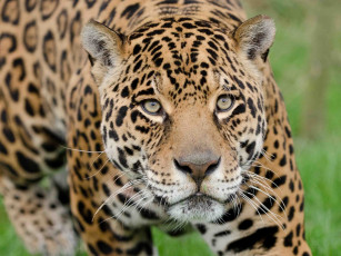 Картинка животные Ягуары ягуар морда