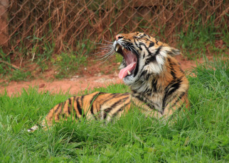 Картинка животные тигры тигр пасть зевает