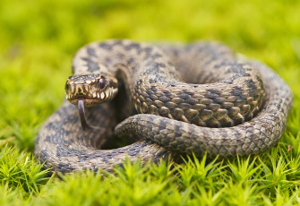 Картинка животные змеи питоны кобры змея трава
