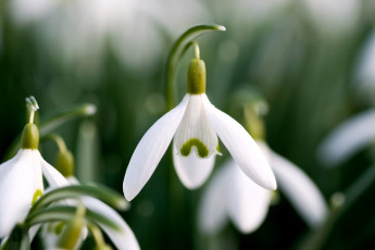 Картинка цветы подснежники белоцветник белый весна