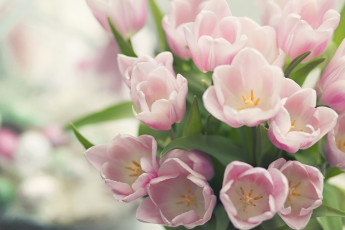 Картинка цветы тюльпаны нежность розовый