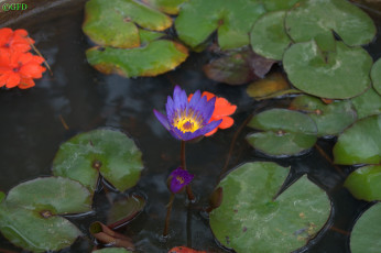 Картинка водяная линия цветы лилии водяные нимфеи кувшинки нимфея
