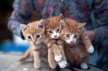 Картинка животные коты трио