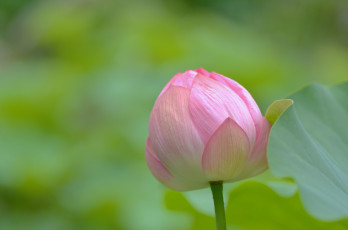 Картинка цветы лотосы розовый бутон