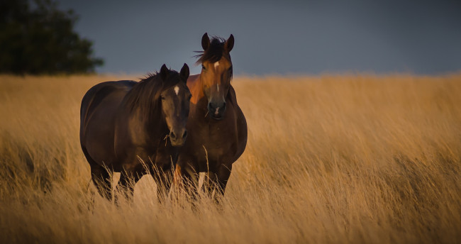 Обои картинки фото животные, лошади, гнедые, поле, пара